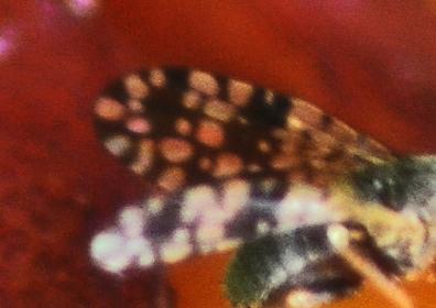Tephritis praecox
